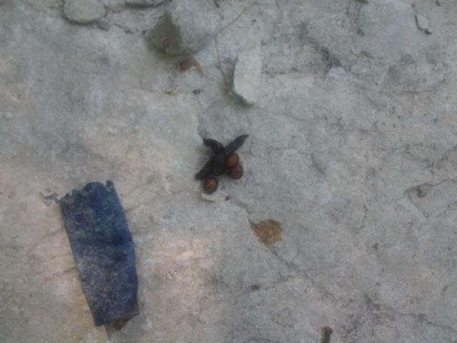 riconoscere animale da escrementi